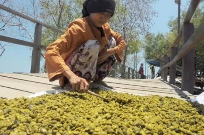 Mengenal Brayo, Cemilan Sehat dari Buah Mangrove Khas Surodadi Demak