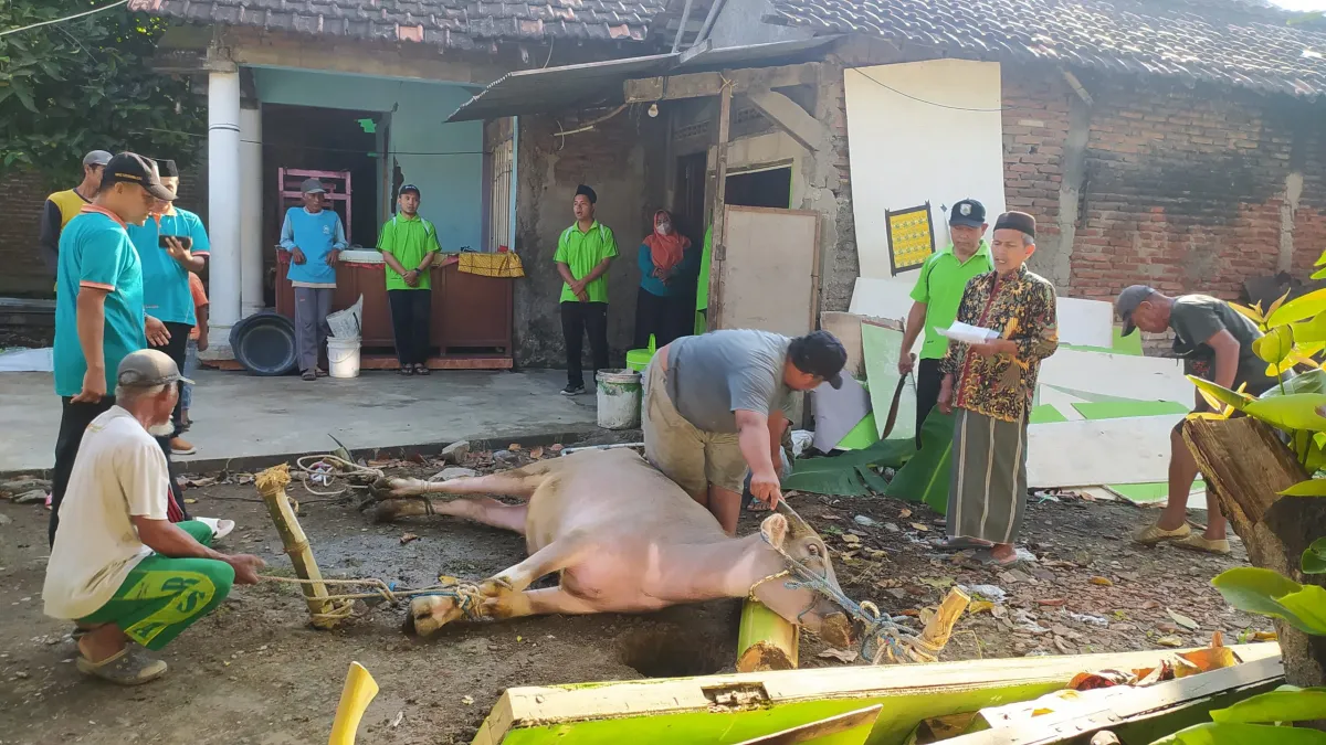 Sambut Idul Adha, MA Miftahussalam Ajarkan Pendidikan Karakter Melalui Latihan Qurban